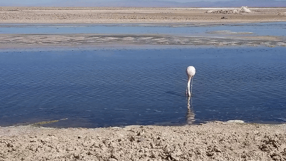 A gif of a flamingo feeding- spinning around with its head in the water
