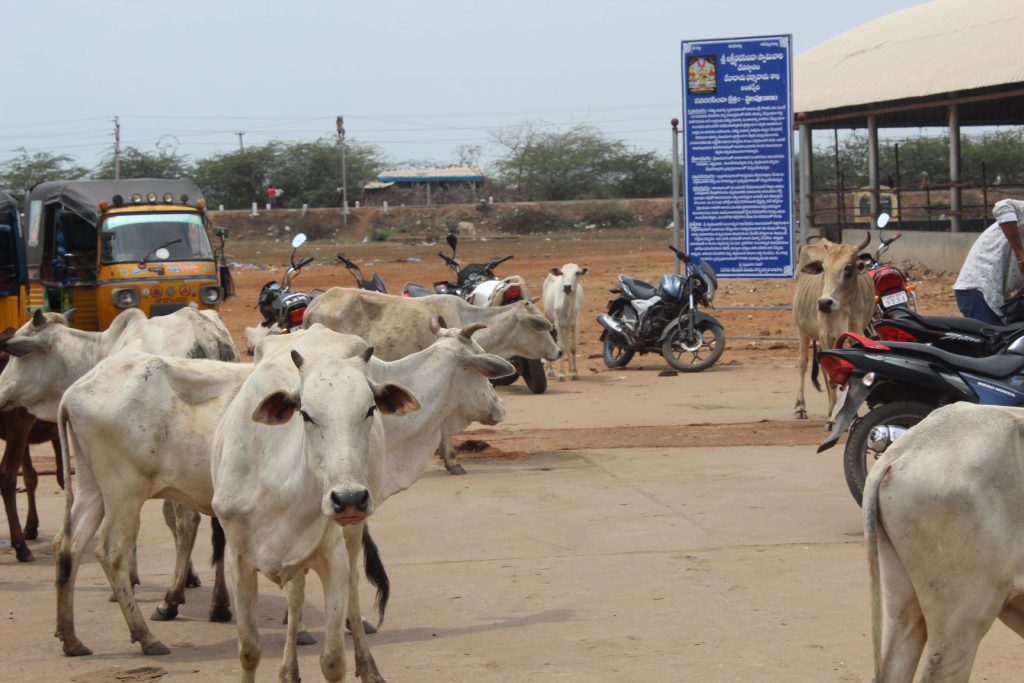 A parking lot in india with a TukTuk, several unoccupied moterbikes, and 6 white cows 