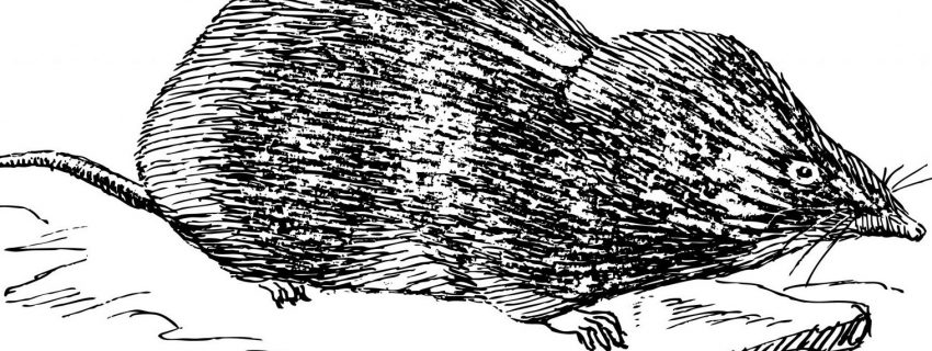 Clipart drawing of a shrew on four legs in the grass